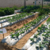 Raised Bed Farming Pack