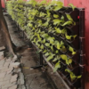 Low Density Green Walls