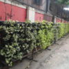 Low Density Green Walls