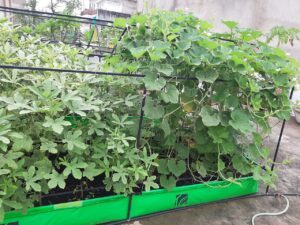 Urban Farming System Pictures