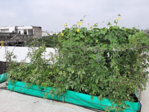 Urban Farming