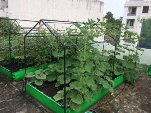 Urban Farming