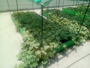 Urban Farming System Pictures