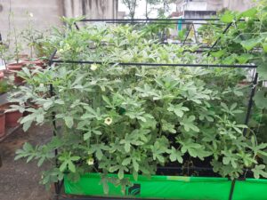 Urban Farming System Pictures