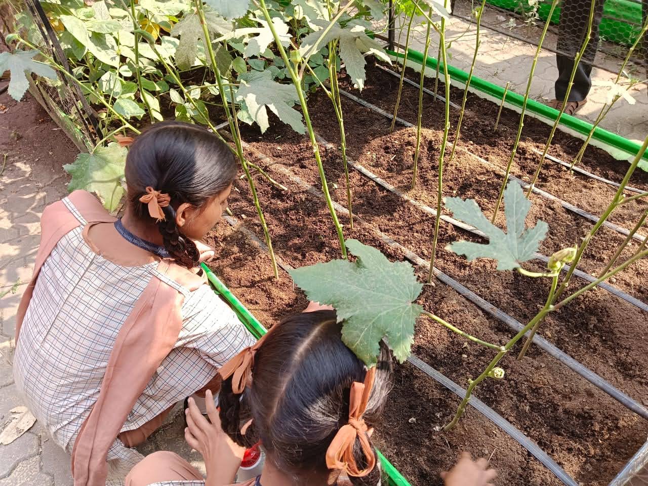 School Farming