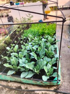 Urban Farming System Pictures