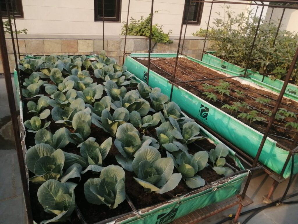 Rooftop Farming