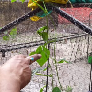 School Farming pictures