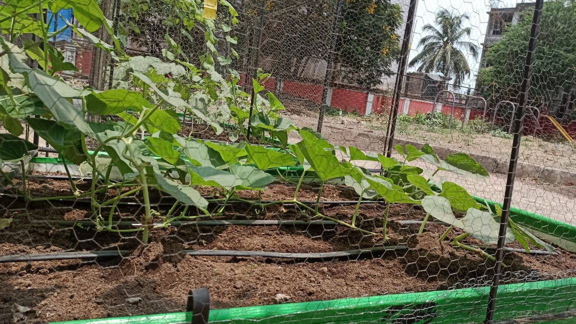 School Farming