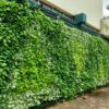 High Density Green Walls