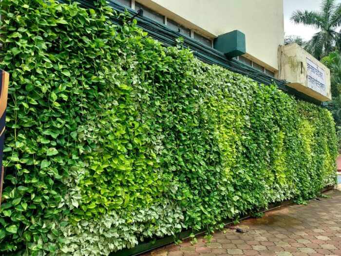 High Density Green Walls