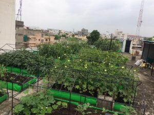 Urban Farming