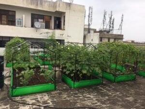 Urban Farming