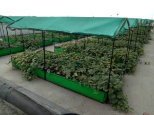 Urban Farming System Pictures