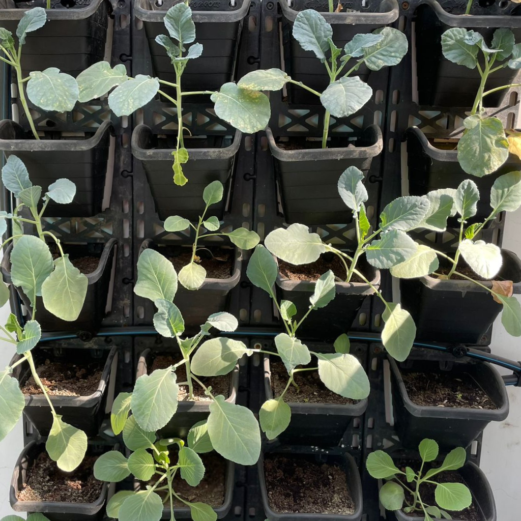 Balcony Gardening System(Only Herbs) 1 Balcony Gardening System(Only Herbs)