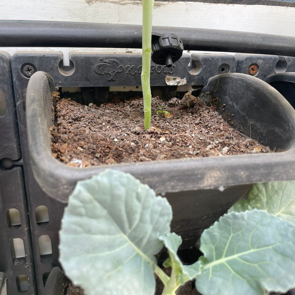Balcony Gardening System(Only Herbs) 2 Balcony Gardening System(Only Herbs)
