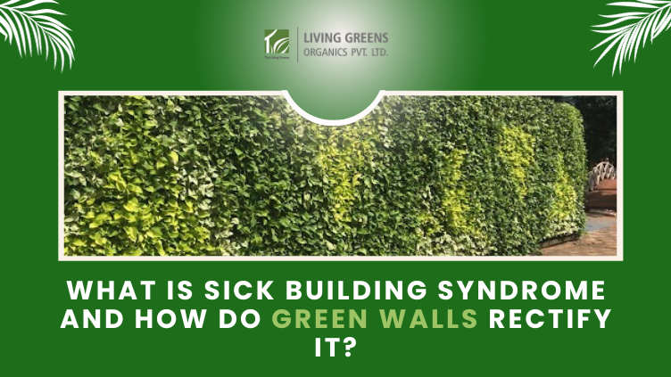 What is Sick Building Syndrome and How Do Green Walls Rectify It?